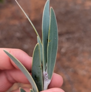 Acacia toonduyla at Port Augusta West, SA - suppressed
