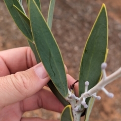 Acacia toonduyla at Port Augusta West, SA - suppressed