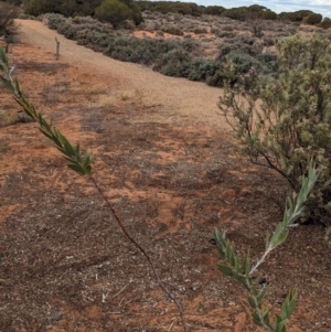 Acacia toonduyla at Port Augusta West, SA - suppressed