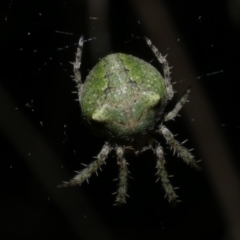 Unidentified Orb-weaving spider (several families) at WendyM's farm at Freshwater Ck. - 29 May 2024 by WendyEM
