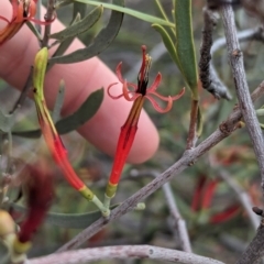 Lysiana exocarpi subsp. exocarpi (Harlequin Mistletoe) at Port Augusta West, SA - 7 May 2024 by Darcy