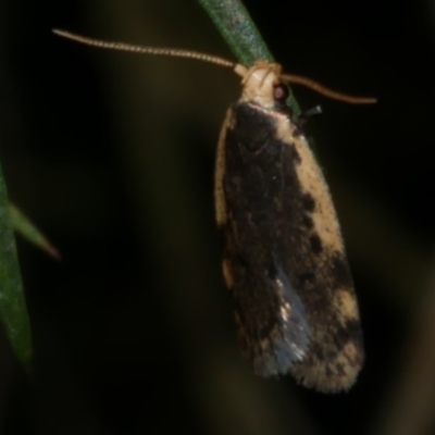 Hoplostega ochroma (a Eulechria Group moth) at WendyM's farm at Freshwater Ck. - 30 May 2024 by WendyEM
