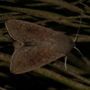 Mythimna (Pseudaletia) convecta at WendyM's farm at Freshwater Ck. - 30 May 2024