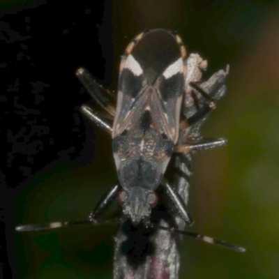 Dieuches sp. (genus) (Black and White Seed Bug) at WendyM's farm at Freshwater Ck. - 30 May 2024 by WendyEM