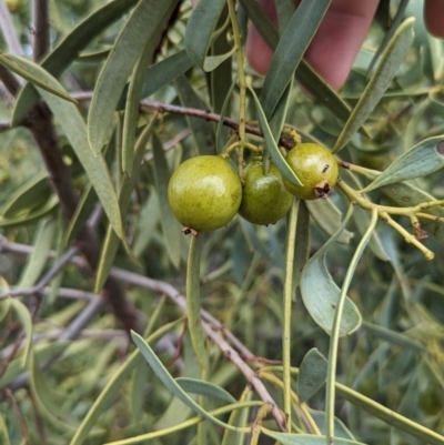 Santalum acuminatum (Quandong) at Port Augusta West, SA - 8 May 2024 by Darcy