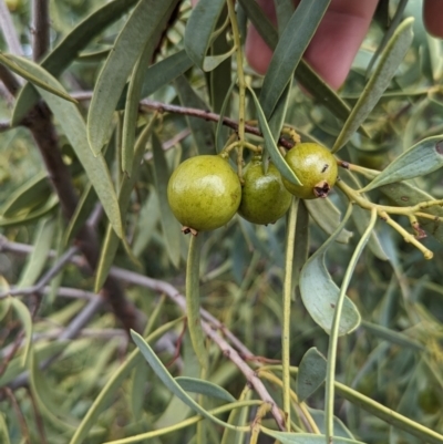 Santalum acuminatum (Quandong) at Port Augusta West, SA - 7 May 2024 by Darcy