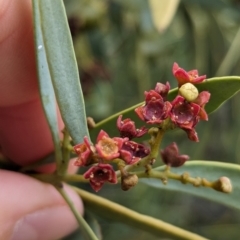 Santalum acuminatum at Port Augusta West, SA - suppressed