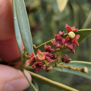 Santalum acuminatum at Port Augusta West, SA - 8 May 2024