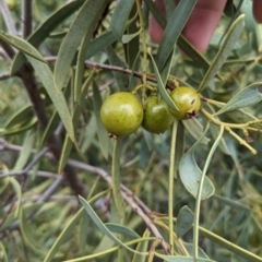 Santalum acuminatum at Port Augusta West, SA - suppressed