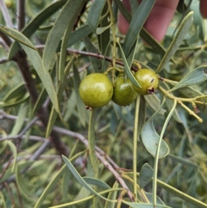 Santalum acuminatum at Port Augusta West, SA - 8 May 2024