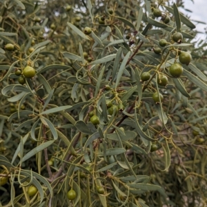 Santalum acuminatum at Port Augusta West, SA - suppressed