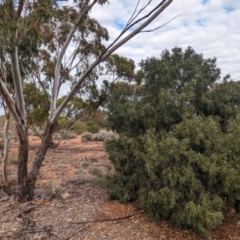 Santalum acuminatum at Port Augusta West, SA - suppressed