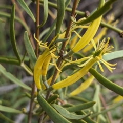 Lysiana exocarpi subsp. exocarpi (Harlequin Mistletoe) at Port Augusta West, SA - 7 May 2024 by Darcy