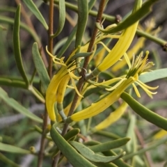 Lysiana exocarpi subsp. exocarpi (Harlequin Mistletoe) at Port Augusta West, SA - 8 May 2024 by Darcy