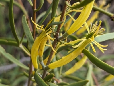Lysiana exocarpi subsp. exocarpi (Harlequin Mistletoe) at Port Augusta West, SA - 8 May 2024 by Darcy