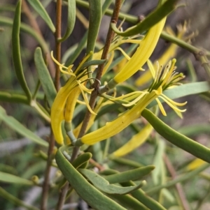 Lysiana exocarpi subsp. exocarpi at Port Augusta West, SA - 8 May 2024