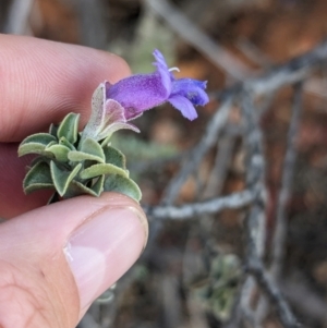 Eremophila rotundifolia at Coober Pedy, SA - 8 May 2024 04:19 PM