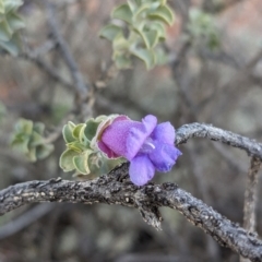 Eremophila rotundifolia at Coober Pedy, SA - 8 May 2024 04:19 PM