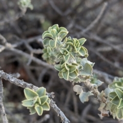 Eremophila rotundifolia at Coober Pedy, SA - 8 May 2024