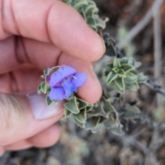 Eremophila rotundifolia at Coober Pedy, SA - 8 May 2024 04:19 PM