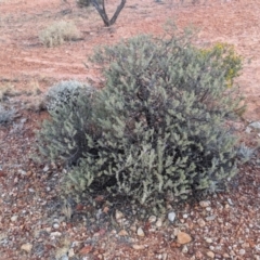 Eremophila rotundifolia at Coober Pedy, SA - 8 May 2024