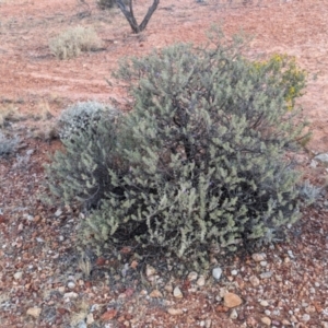 Eremophila rotundifolia at Coober Pedy, SA - 8 May 2024 04:19 PM