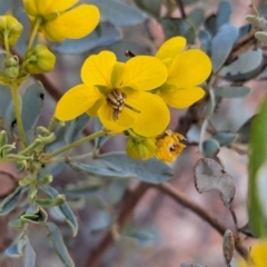 Senna artemisioides (Silver Senna, Silver Cassia) at Coober Pedy, SA - 8 May 2024 by Darcy