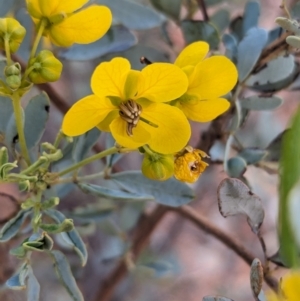 Senna artemisioides at Coober Pedy, SA - 8 May 2024