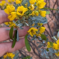 Senna artemisioides at Coober Pedy, SA - 8 May 2024