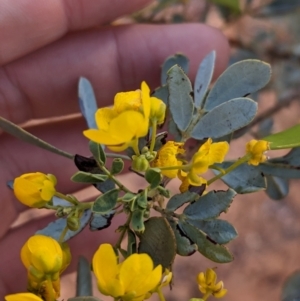 Senna artemisioides at Coober Pedy, SA - 8 May 2024