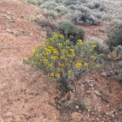 Senna artemisioides at Coober Pedy, SA - 8 May 2024 04:20 PM