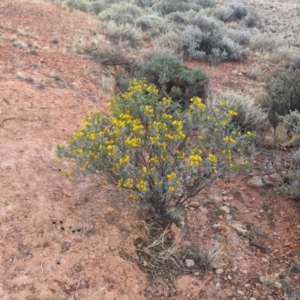 Senna artemisioides at Coober Pedy, SA - 8 May 2024