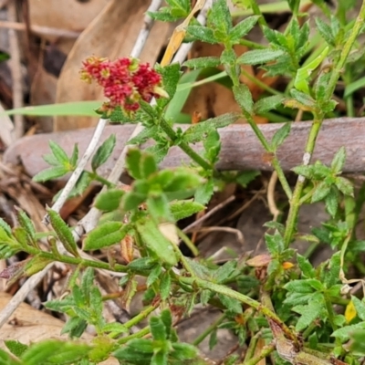 Gonocarpus tetragynus (Common Raspwort) at Mount Taylor - 1 Jun 2024 by Mike