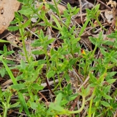 Gonocarpus tetragynus at Mount Taylor - 1 Jun 2024