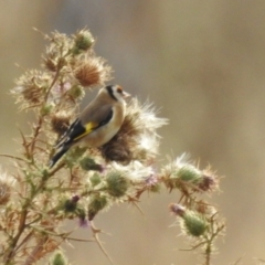 Carduelis carduelis (European Goldfinch) at Kambah, ACT - 1 Jun 2024 by HelenCross