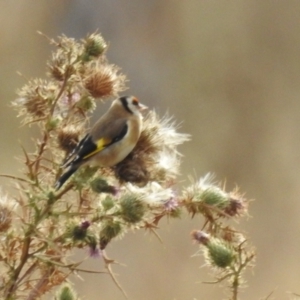 Carduelis carduelis (European Goldfinch) at Lions Youth Haven - Westwood Farm A.C.T. by HelenCross