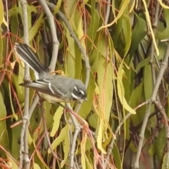 Rhipidura albiscapa (Grey Fantail) at Lions Youth Haven - Westwood Farm A.C.T. - 1 Jun 2024 by HelenCross