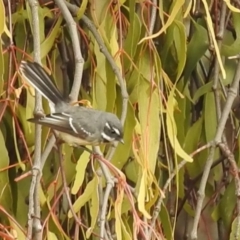 Rhipidura albiscapa (Grey Fantail) at Kambah, ACT - 1 Jun 2024 by HelenCross