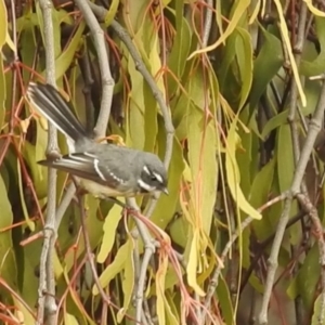 Rhipidura albiscapa (Grey Fantail) at Lions Youth Haven - Westwood Farm A.C.T. by HelenCross