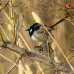 Malurus cyaneus (Superb Fairywren) at Lions Youth Haven - Westwood Farm A.C.T. - 1 Jun 2024 by HelenCross