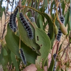 Delias harpalyce (Imperial Jezebel) at Kambah, ACT - 1 Jun 2024 by HelenCross