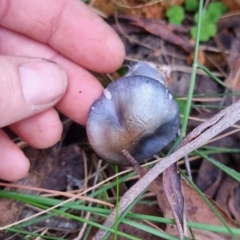 Cortinarius rotundisporus at Mongarlowe River - 30 May 2024 by clarehoneydove