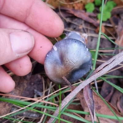 Cortinarius rotundisporus (Elegant Blue Webcap) at Mongarlowe River - 30 May 2024 by clarehoneydove