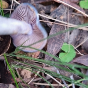 Cortinarius rotundisporus at QPRC LGA - 30 May 2024