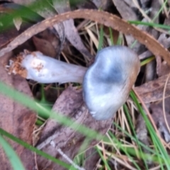 Cortinarius rotundisporus at QPRC LGA - 30 May 2024