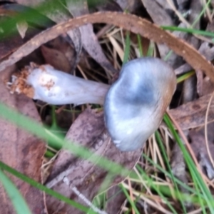 Cortinarius rotundisporus at QPRC LGA - 30 May 2024