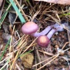 Cortinarius archeri s.l. (Emperor Cortinar) at Monga, NSW - 30 May 2024 by clarehoneydove