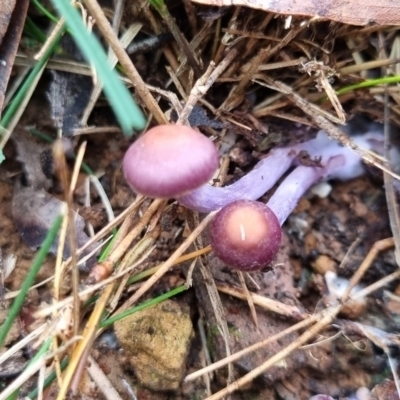 Cortinarius archeri s.l. (Emperor Cortinar) at Monga National Park - 30 May 2024 by clarehoneydove