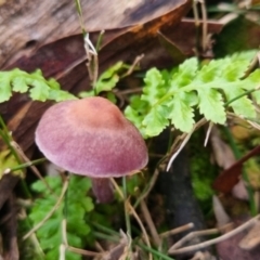 Cortinarius archeri s.l. at QPRC LGA - 30 May 2024