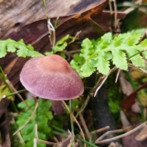 Cortinarius archeri s.l. at QPRC LGA - 30 May 2024